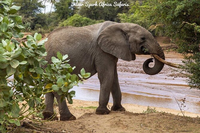 11-Day Serengeti, Maasai Mara, Tarangire, Amboseli Park - Ngorongoro Crater and Olduvai Gorge