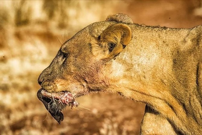 11-Day Serengeti, Maasai Mara, Tarangire, Amboseli Park - Lake Nakuru brings birds and a different setting