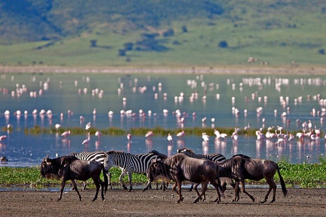 11-Days Best of Kenya & Tanzania Big 5 Safari on a 4x4 Jeep - Why this Kenya and Tanzania route works