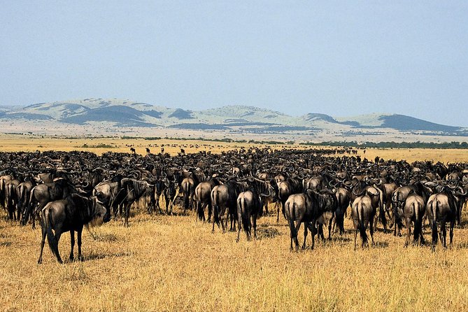 11-Days Best of Kenya & Tanzania Big 5 Safari on a 4x4 Jeep - Days 4 and 5: Two useful days in Maasai Mara