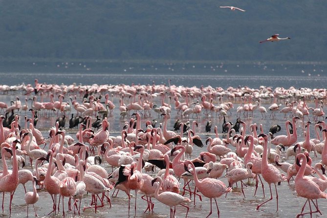 11-Days Best of Kenya & Tanzania Big 5 Safari on a 4x4 Jeep - Day 6: From Maasai Mara to the Serengeti