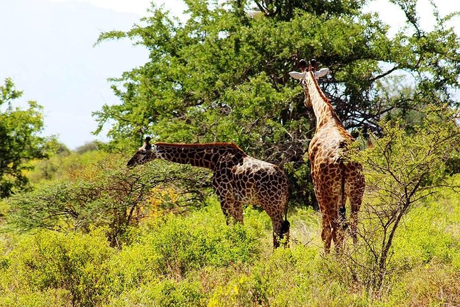 11-Days Best of Kenya & Tanzania Big 5 Safari on a 4x4 Jeep - Day 7: Open Serengeti plains and a long safari day