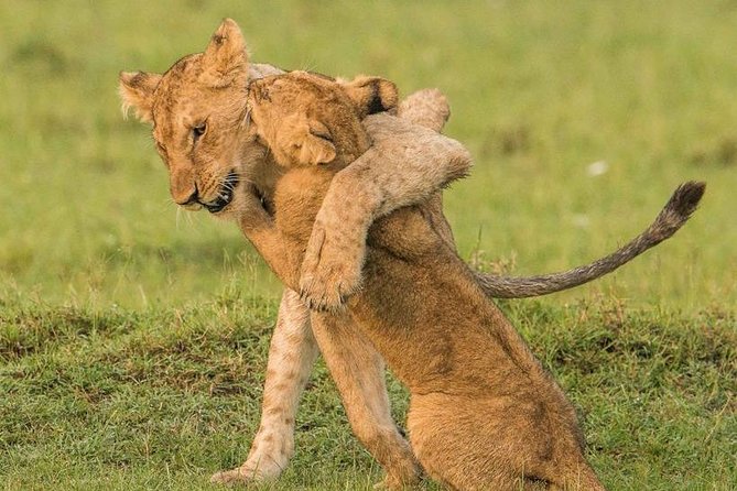 11-Days Best of Kenya & Tanzania Big 5 Safari on a 4x4 Jeep - Days 8 and 9: Ngorongoro Crater by way of the crater floor