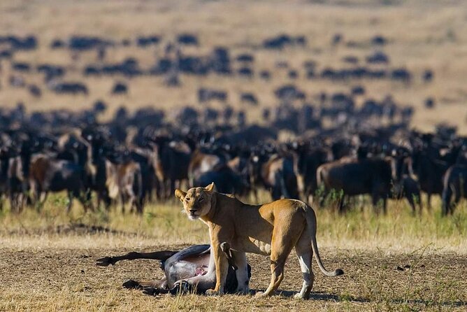 11 Days Guided Group Safari in Kenya And Tanzania - Key points before you book