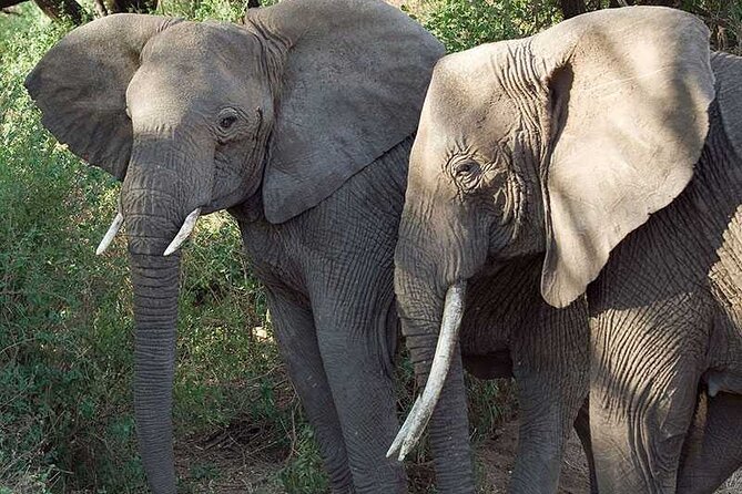 11 Days Guided Group Safari in Kenya And Tanzania - Days 4 and 5: Amboseli brings elephants and Kilimanjaro