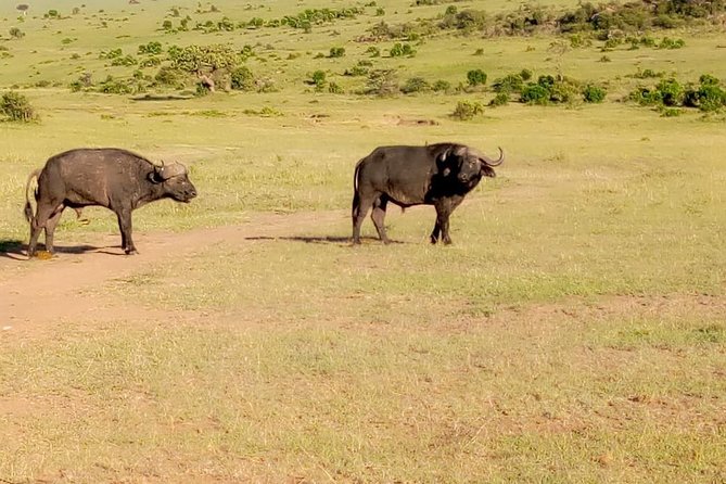 11 Days Guided Group Safari in Kenya And Tanzania - Day 6: Crossing from Kenya to Tanzania