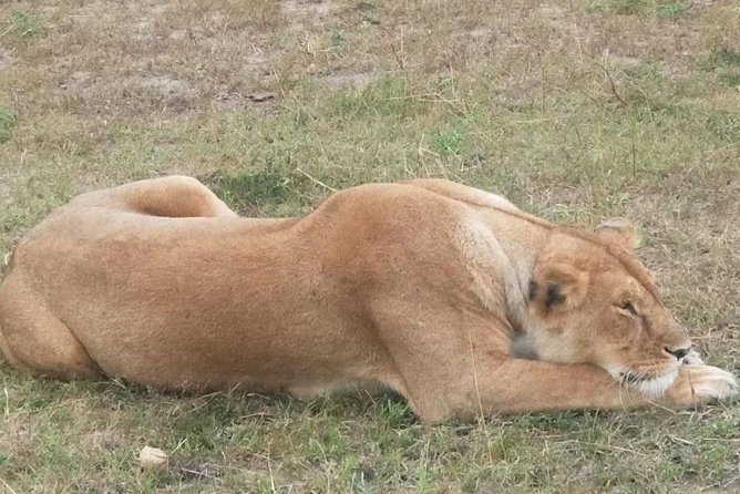 11 Days Guided Group Safari in Kenya And Tanzania - Day 8: Ngorongoro Crater packs a lot into one day
