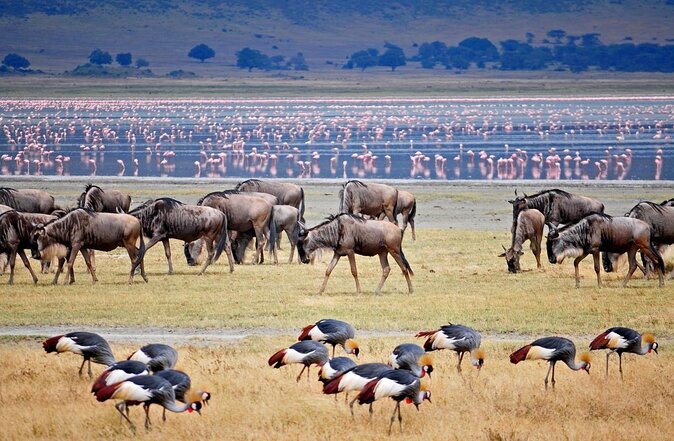 11 Days Guided Group Safari in Kenya And Tanzania - Day 9: Olduvai Gorge and the Serengeti