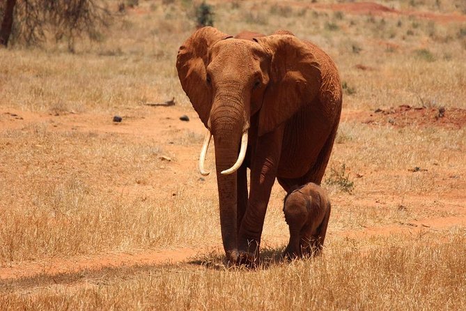 11-Days Kenya Zanzibar Safari - Day 1: Tsavo East brings the first safari sightings