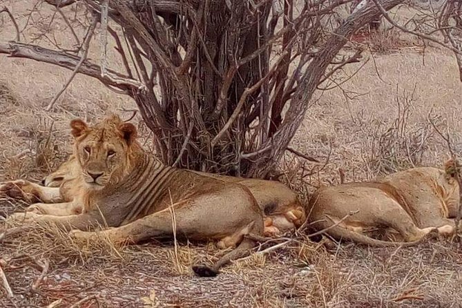 11-Days Kenya Zanzibar Safari - Days 3 and 4: Amboseli and the possibility of Kilimanjaro