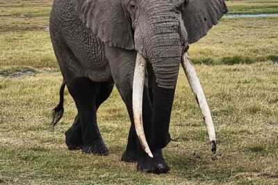 11 Days Private Tour to Explore Amboseli and Samburu