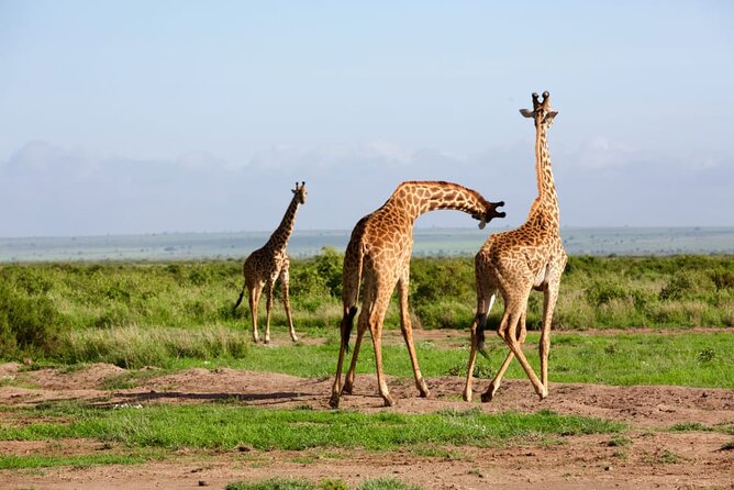 11 Days Private Tour to Explore Amboseli and Samburu - Lake Nakuru adds rhinos and birds