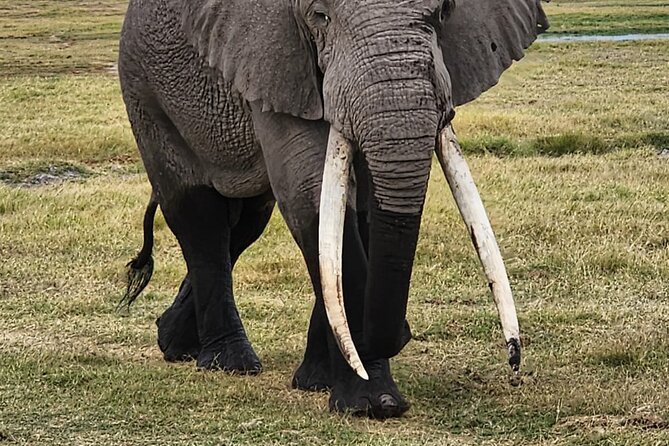 11 Days Private Tour to Explore Amboseli and Samburu - Equator stop and a gentler Lake Naivasha evening