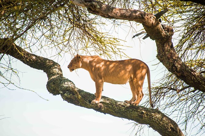 12 Days Best Of Kenya and Tanzania Safari - Luxury - Days 7 and 8: The open plains of central Serengeti