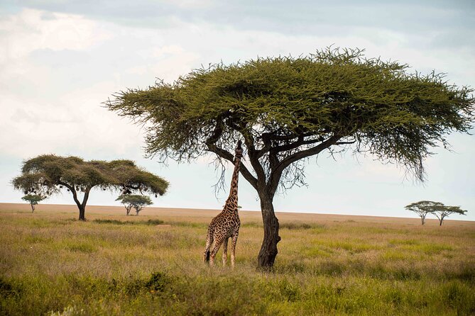 12 Days Best Of Kenya and Tanzania Safari - Luxury - Day 12: A final drive and airport transfer