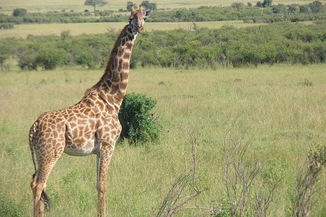 12 Days Kenya and Tanzania Budget Private Safari from Nairobi - Days four and five: the Maasai Mara at its best