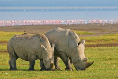 12 days Kenya and Tanzania safari private lodge from Nairobi