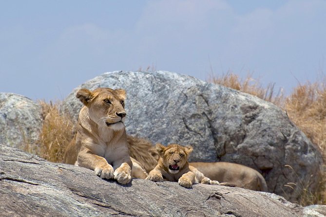 12 Days Kenya & Tanzania Safari Private Lodge Safari from Nairobi - Days 4 and 5: Two days in the Maasai Mara