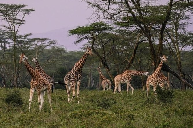 12 Days Kenya & Tanzania Safari Private Lodge Safari from Nairobi - Day 2: Rift Valley views, Hell’s Gate, and Lake Naivasha