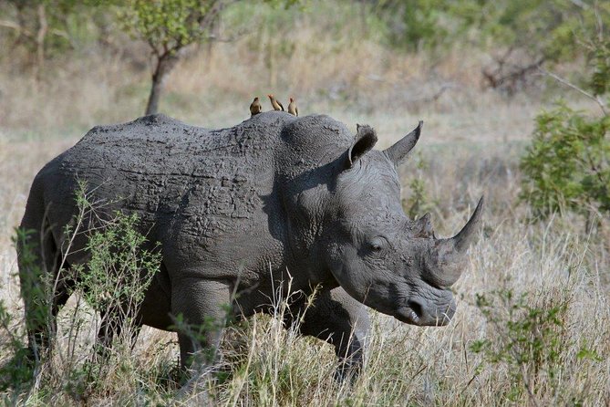 12 Days Kenya Tanzania wildlife Joining Tour - Days 2 and 3: Maasai Mara for lions, big herds, and river country