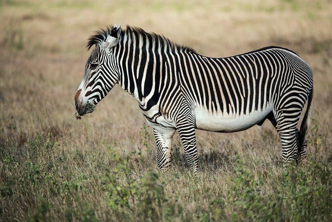 12 Days Kenya Tanzania wildlife Joining Tour - Days 9 and 10: Serengeti, the main event