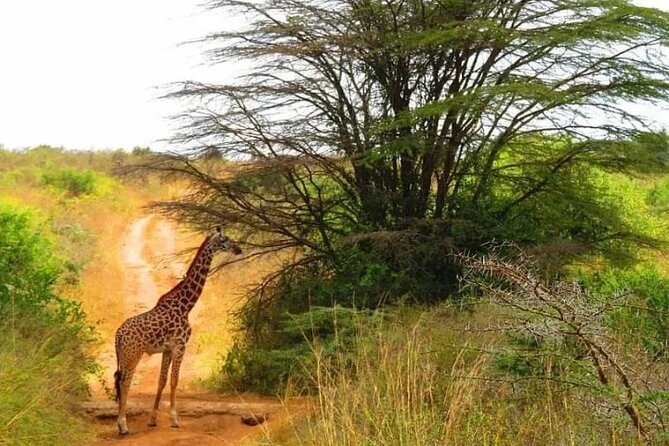 12 Days Samburu Ol-pejeta lake Nakuru Masai Mara lake Naivasha Amboseli safari - Days 6 and 7: Two full chances in the Masai Mara