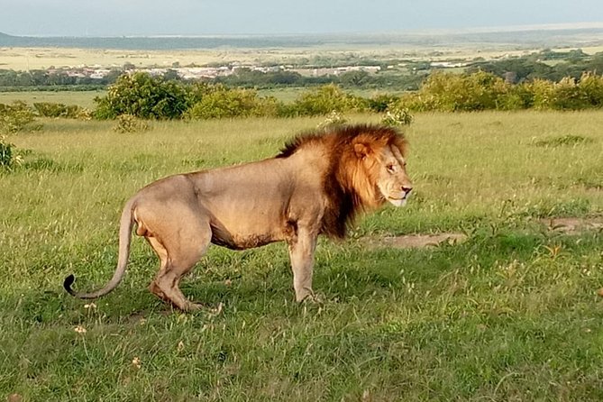 12 Days Samburu Ol-pejeta lake Nakuru Masai Mara lake Naivasha Amboseli safari - Days 2 and 3: Samburu’s dry country and rare species