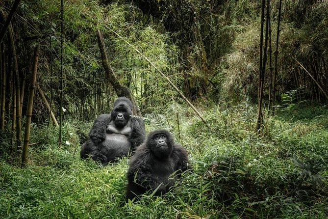 12 Days wildebeest migration Masai Mara Nakuru Uganda gorilla trekking safari - Why the gorilla trek changes the whole trip