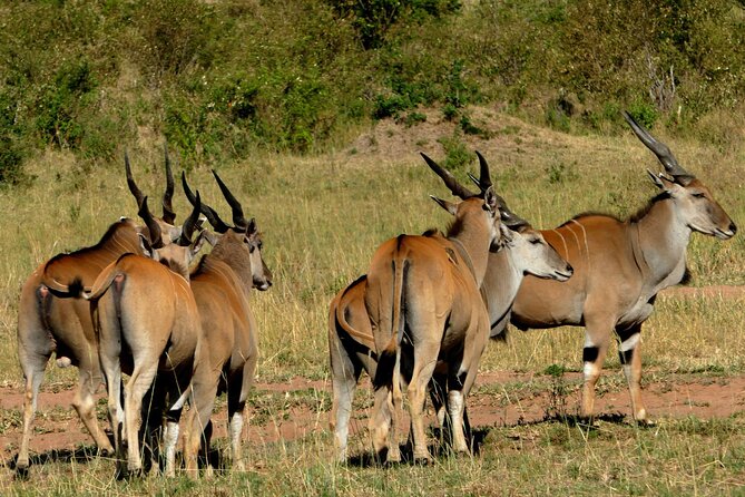 12 Days wildebeest migration Masai Mara Nakuru Uganda gorilla trekking safari - Lake Bunyonyi gives you a needed pause
