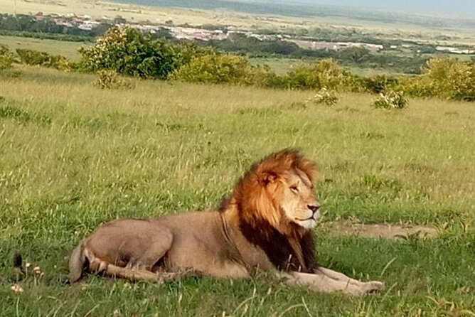 12 Days wildebeest migration Masai Mara Nakuru Uganda gorilla trekking safari - The road back through Jinja and Lake Naivasha