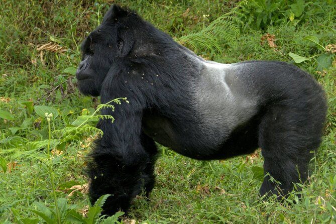 12 Days wildebeest migration Masai Mara Nakuru Uganda gorilla trekking safari - Masai Mara, two days with Kenya’s big animals