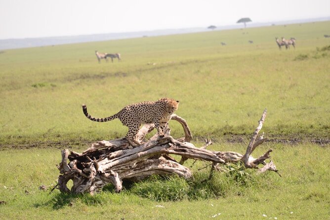 13-Day Private Wildlife Safari Tour of Kenya and Tanzania - Day 1: Nairobi to Samburu and the Ewaso Nyiro