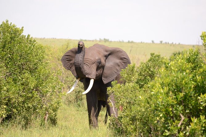 13-Day Private Wildlife Safari Tour of Kenya and Tanzania - Day 10: From Serengeti wildlife to Olduvai Gorge