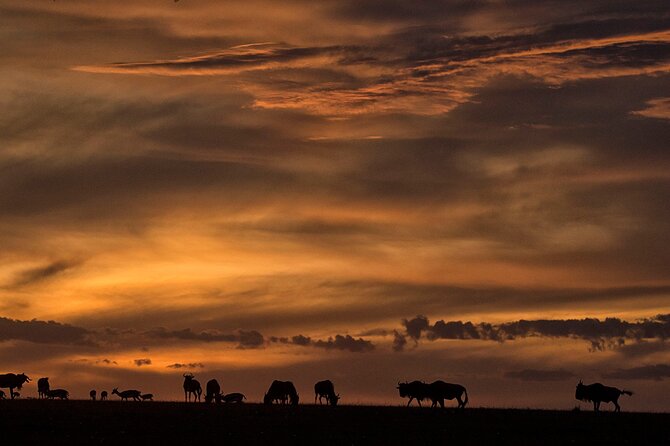 13-Day Private Wildlife Safari Tour of Kenya and Tanzania - Day 2: Two game drives in Samburu