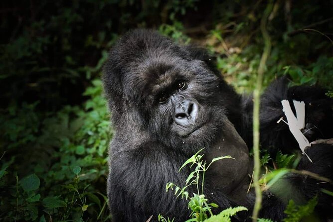 13-Day Uganda Mgahinga Gorilla Trek, Maasai Amboseli Park - Nairobi begins with giraffes and a famous dinner