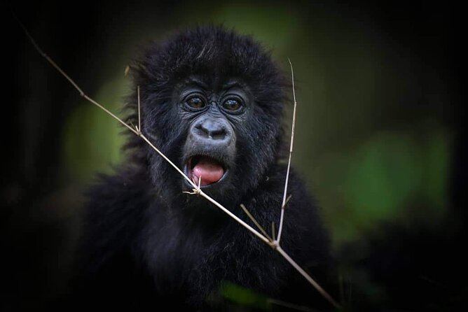 13-Day Uganda Mgahinga Gorilla Trek, Maasai Amboseli Park - Two days in the Maasai Mara deliver classic safari country
