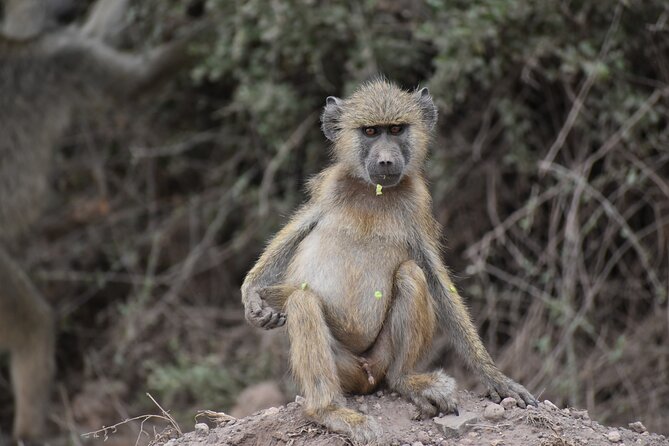 13 Days Best of Kenya and Tanzania BudgetSafari - Day 6: Crossing from Kenya into Tanzania