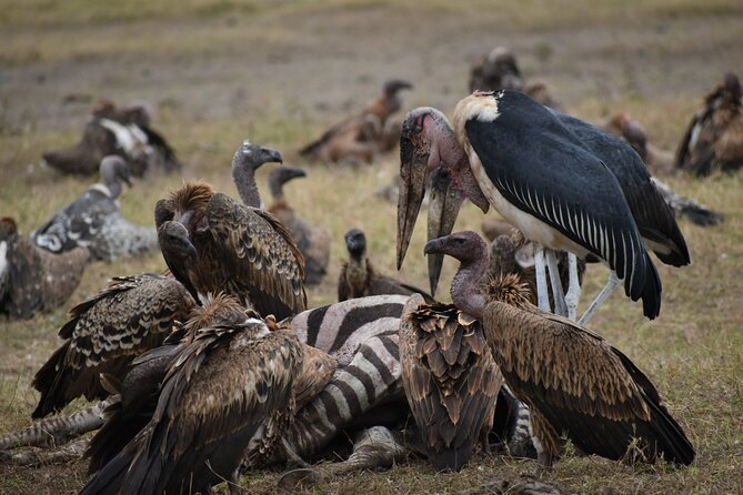 13 Days Best of Kenya and Tanzania BudgetSafari - Day 7: Lake Manyara and the first Tanzanian game drive