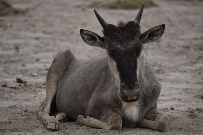 13 Days Best of Kenya and Tanzania BudgetSafari - Days 8 and 9: Olduvai Gorge and the Serengeti