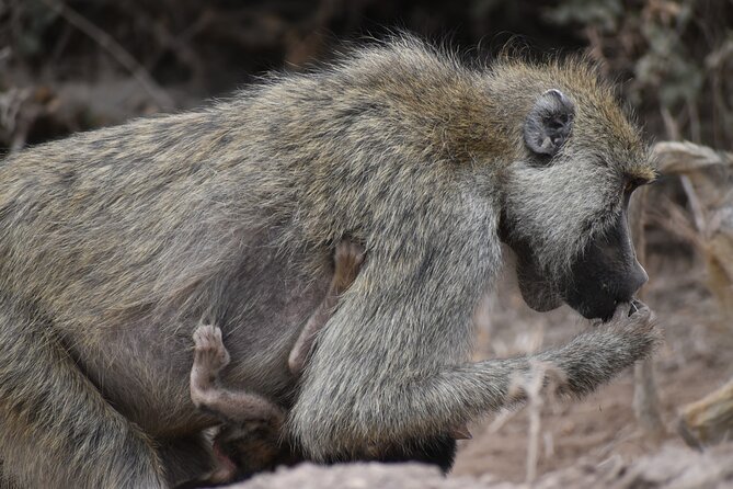 13 Days Best of Kenya and Tanzania BudgetSafari - Day 3: Leaving the Mara for Lake Nakuru