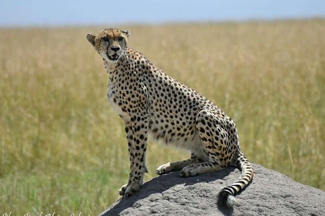 14-Day Serengeti Maasai Mara Amboseli Tarangire Zanzibar - Days 8 and 9: The open plains of Serengeti