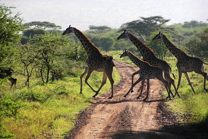 14-Days Kenya and Tanzania Camping Safari from Nairobi - Arusha National Park offers a quieter change of pace