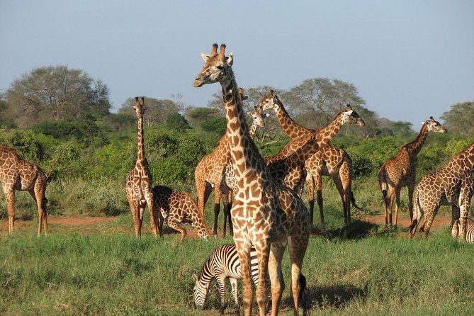 14-Days Kenya and Tanzania Camping Safari from Nairobi - Ngorongoro Crater packs wildlife into one dramatic day