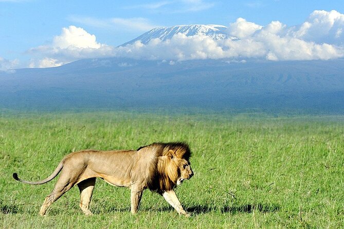 2-Day all inclusive safari to Amboseli National park from Nairobi - Arrival, lunch, and the first Amboseli game drive
