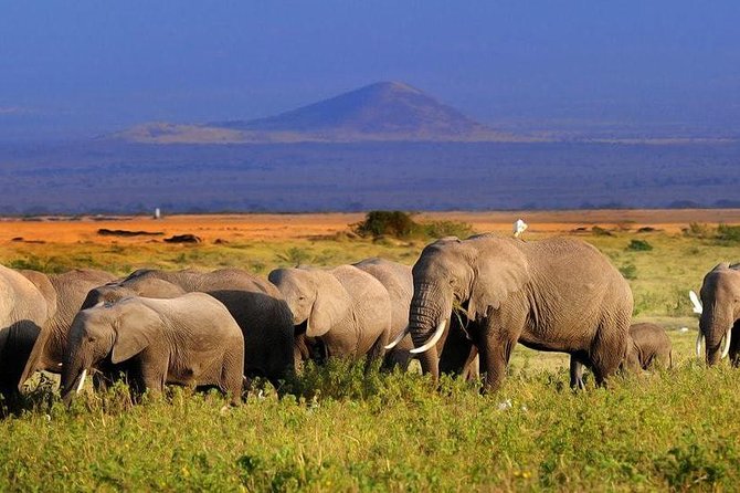 2-Day Amboseli National Park Safari- Daily Departures - The 7 a.m. drive from Nairobi