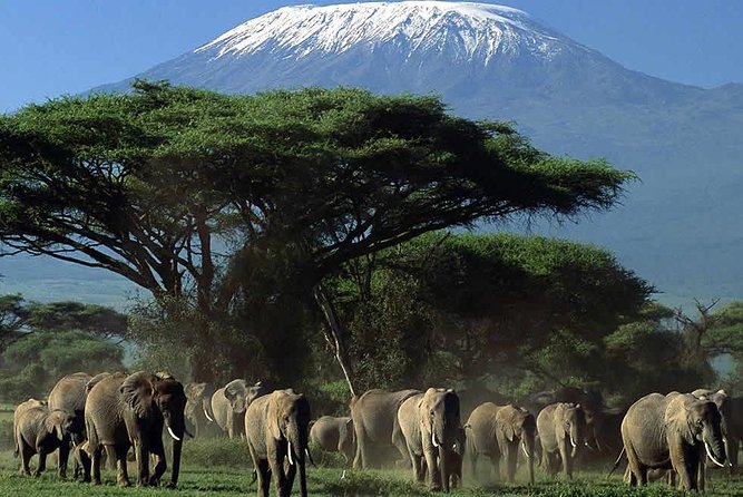 2-Day Amboseli National Park Safari- Daily Departures - Practical details before you reserve
