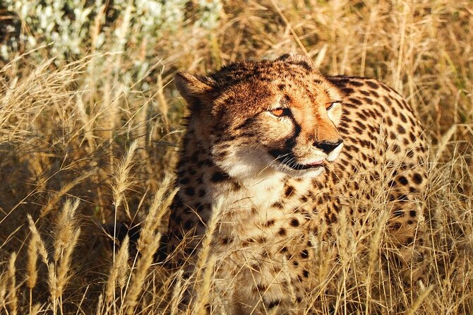 2-Day Private Tour in Masai Mara with Pick Up - Key points to know