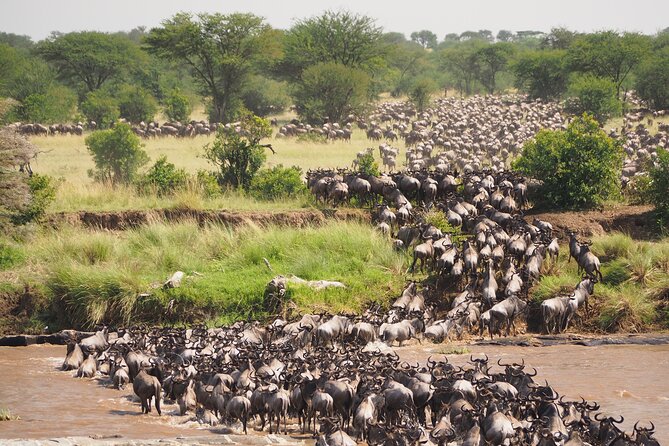 2-Day Private Tour in Masai Mara with Pick Up - Why this short Maasai Mara safari works