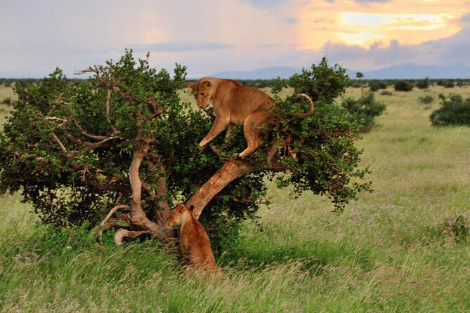 2-Day Private Tour in Masai Mara with Pick Up - The optional Maasai village visit