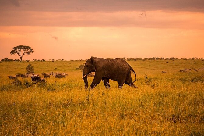 2-Day Private Tour in Masai Mara with Pick Up - Leaving Nairobi before sunrise